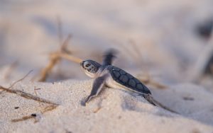 The first steps to the horizon, turtles birth